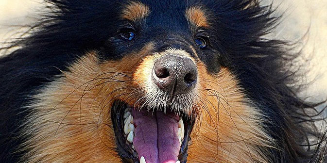 Zahnpflege beim Hund